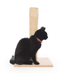 Black cat with a scratching post