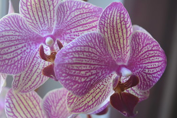 Фиолетово-белые цветы орхидеи