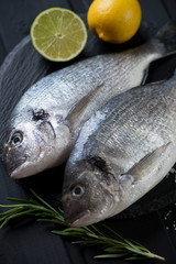 Close-up of raw fresh sea bream, selective focus, studio shot