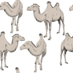 sketch of Bactrian camel on white background