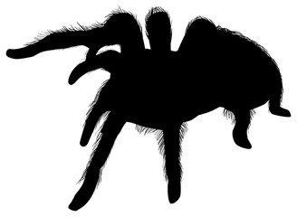 large hairy spider silhouettes isolated on white