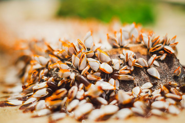 seashells