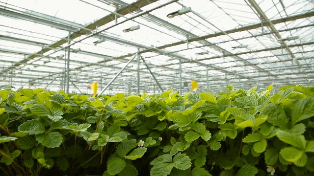 Seedlings of strawberries in the greenhouse