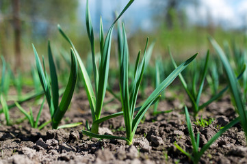 Fototapeta premium Garlic on a kitchen garden.