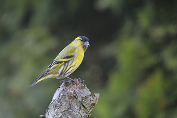 Erlenzeisig Männchen