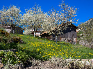 Blooming flowers and flowering  trees.