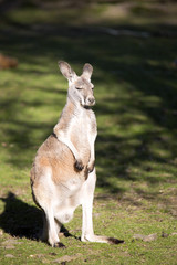 Young male red kangaroo, Megaleia rufa