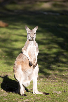 Young male red kangaroo, Megaleia rufa