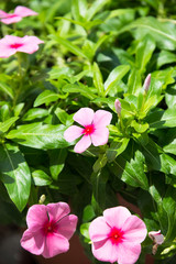 Periwinkle or Catharanthus roseus flowers  and buds close up