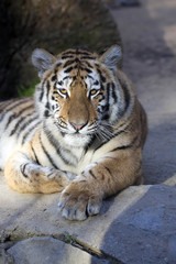 Resting young Amur tiger, Panthera tigris altaica