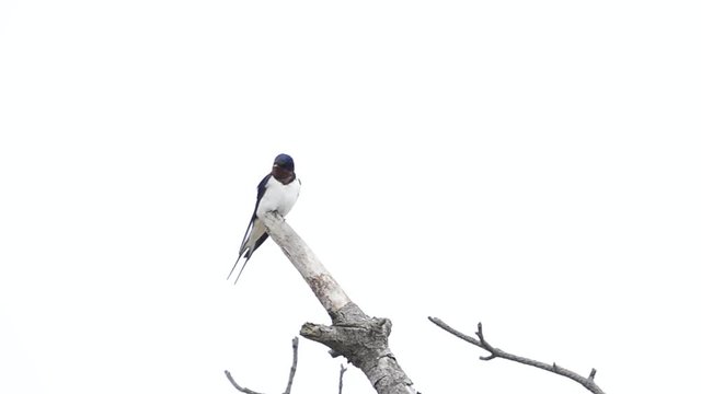ツバメ(Barn swallow[)