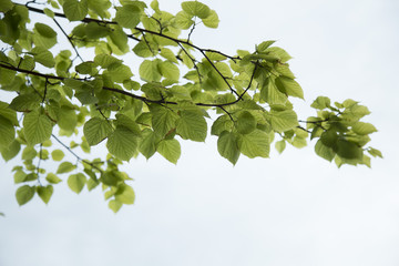 Fototapeta na wymiar branch leaves