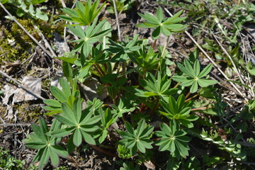 Молодые листья люпина