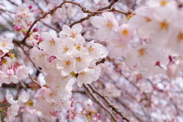 Obraz premium 満開の桜