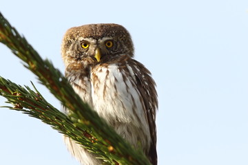 eurasian pygmy owl on spruce