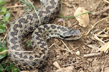 female meadow viper in natural habitat