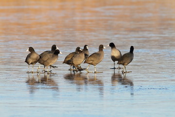 flock of common coots on icy lake