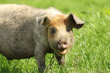 Fototapeta na wymiar funny pig portrait