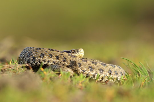 female hungarian meadow adder basking in the grass