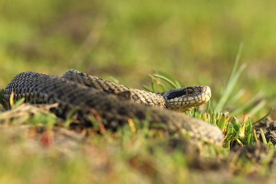 female meadow viper in the grass