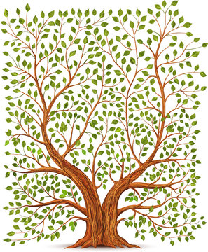 Old vintage tree illustration