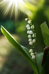 very beautiful lilies of the valley