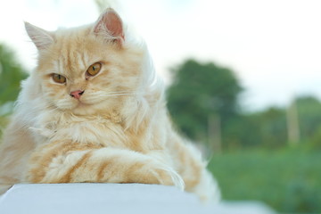 Yellow Persian cat crouched on the balcony. Looking sideways