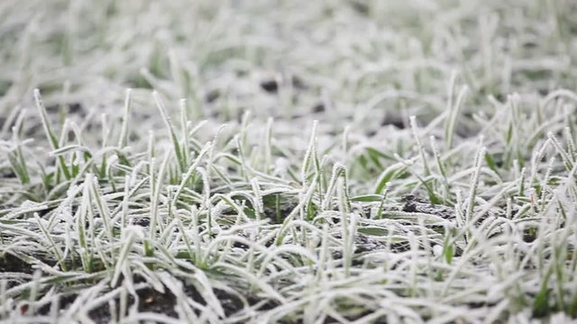 Hoarfrost winter wheat