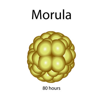 Human morula. Vector illustration on isolated background