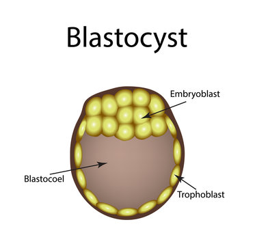 Human blastocyst. The structure of the blastocyst. Vector illustration on isolated background