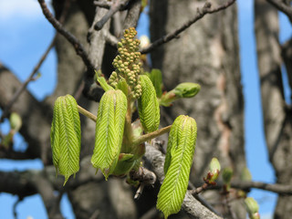 Leaves of chestnut tree, blossoming from bud, spring