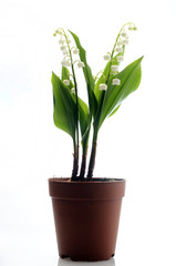 Lily of the valley on white background
