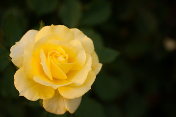 バラ　黄色