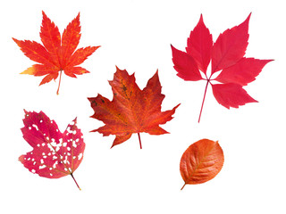Set of five red autumn leaves