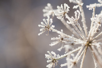 Frozen winter flower
