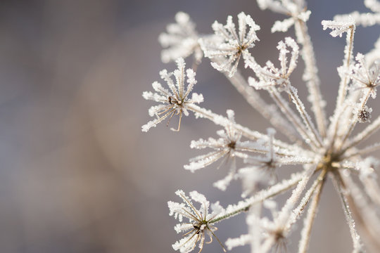 Frozen Winter Flower