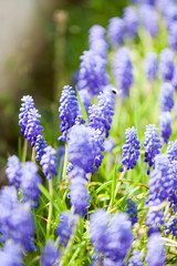 Blue flowers in natural environment 