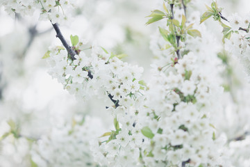 Blossom flower trees in sunny day
