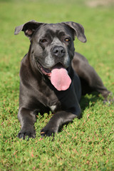 Amazing Cane Corso