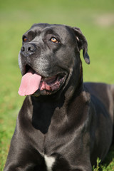 Amazing Cane Corso