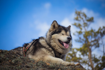 Adult Alaskan Malamute is on the rocks