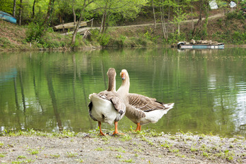 geese standing near pond
