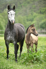 Fototapeta na wymiar Beautiful mare with its foal on pasturage
