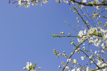 Flowering tree against a clear blue sky.