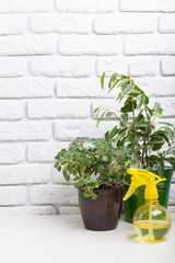 House plants. Succulents