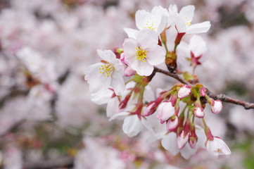 ソメイヨシノの開花