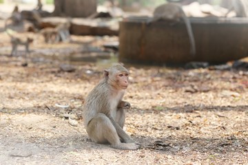 Fototapeta premium Portrait of monkey - eating, playing 
