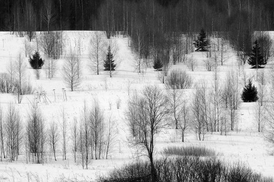 Fototapeta Snowy low forest in early spring