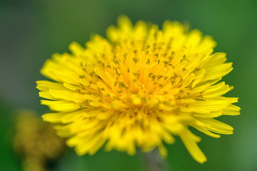 Желтый цветок одуванчика