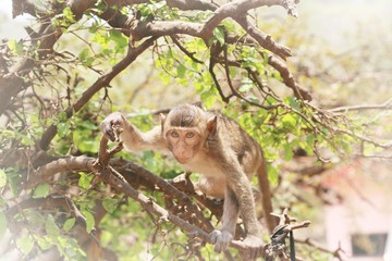 Portrait of monkey - eating, playing
